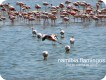 1303241411 - 000 - namibia Flamingo flying